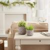 imageDII Planter Pot Collection DistressedWeathered Indoor ampamp Outdoor Cement for Plants or Flowers Small 39x394Large 625x625 Ancient Leaf 2 PieceBlack Scallop
