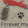 imageDII Pet Remembrance Cement Stepping Stone Collection You Will Never Leave Our Hearts Dog 925x85x37Forever My Best Friend