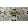 image:imageDII Boughs of Holly Collection Decorative Holiday Dining Table amp Kitchen Dcor Placemat Set 13x19Christmas Greenery 6 Count52 x 52 Square